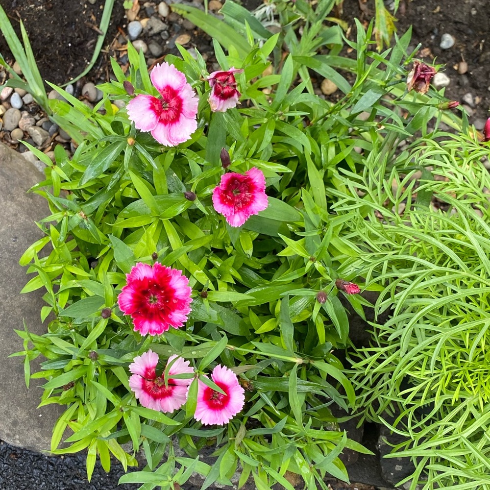 Meet your Posher, Ellen